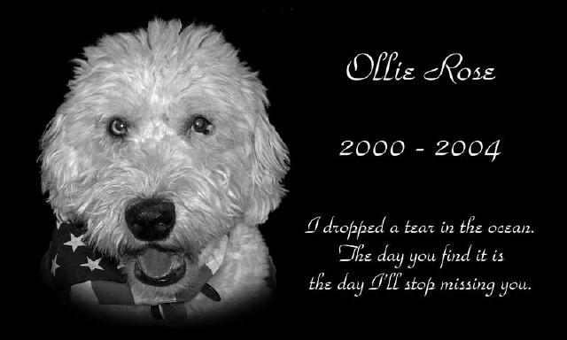 /images/dogs/71/Ollie-Memorial 6x10-layout.jpg